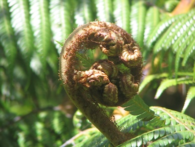 Koru fern newsletter